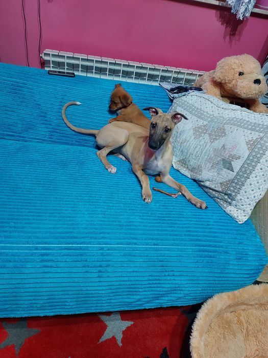 Chart Angielski Whippet
