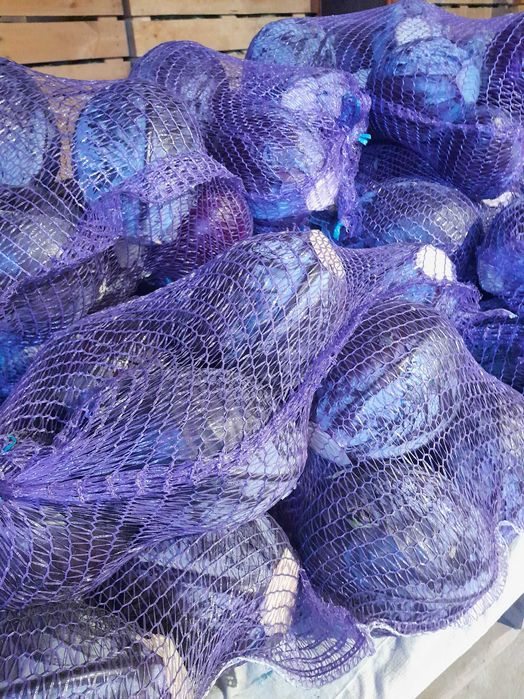 Kapusta biała kal. 3kg+, Kapusta czerwona kal. 1-2kg. szatkowana.