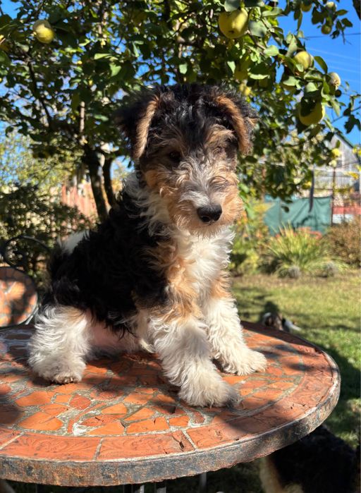 Щенки жесткошерстного фокстерьера КСУ/FCI