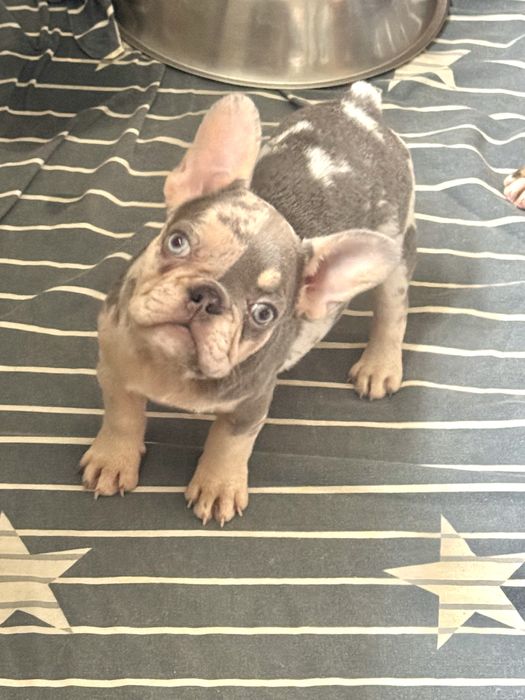 НейМовірні цуценята ТОП якість