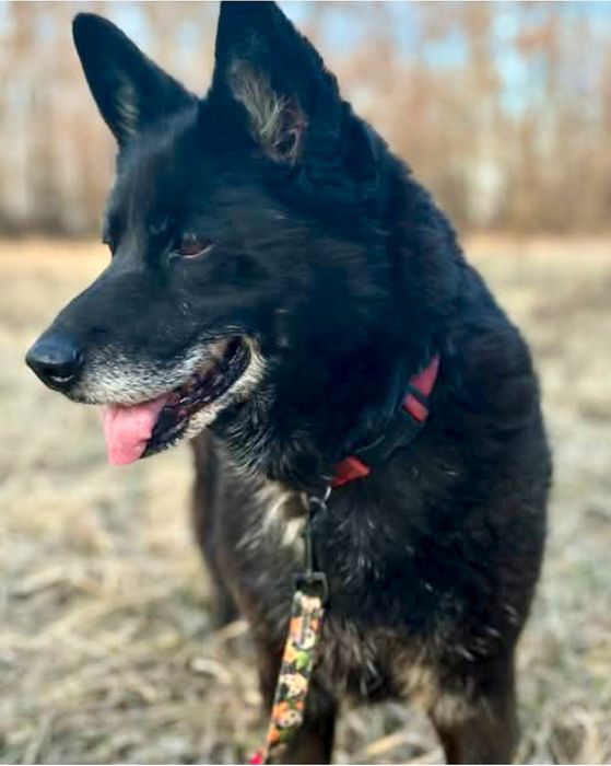 Lilka błaga o szansę ...