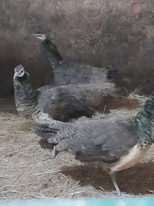 Pavões arlequim maicho adulto ,femias adulta