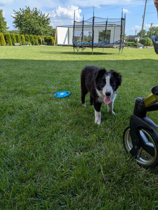 Piesek Border Collie