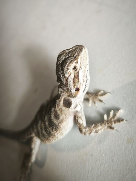 agama brodata – młody osobnik