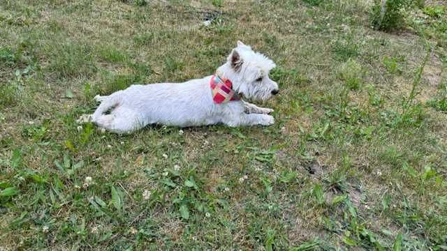 West Terrier-śliczny pies