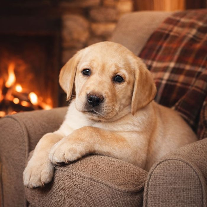 Цуценята лабрадора