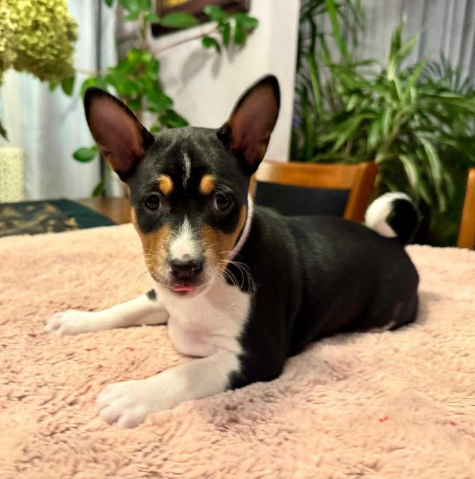 Suczka Basenji tricolor po Interchampionach