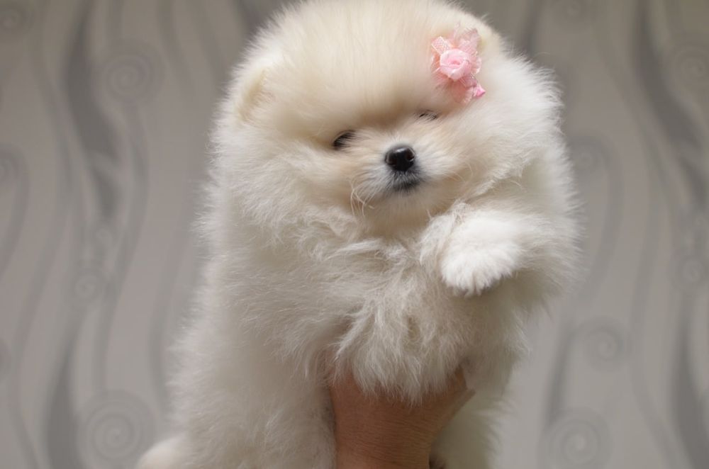 Хлопчик і дівчинка померанці