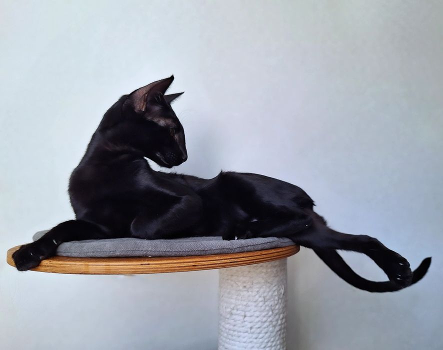 Чёрные ориентальные котята