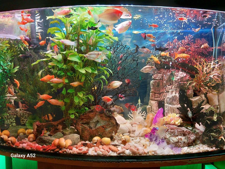 Rybki do akwarium - Molinezja Pomarańczowa z prywatnego  
 akwarium