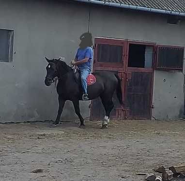 Klacz Śląska program