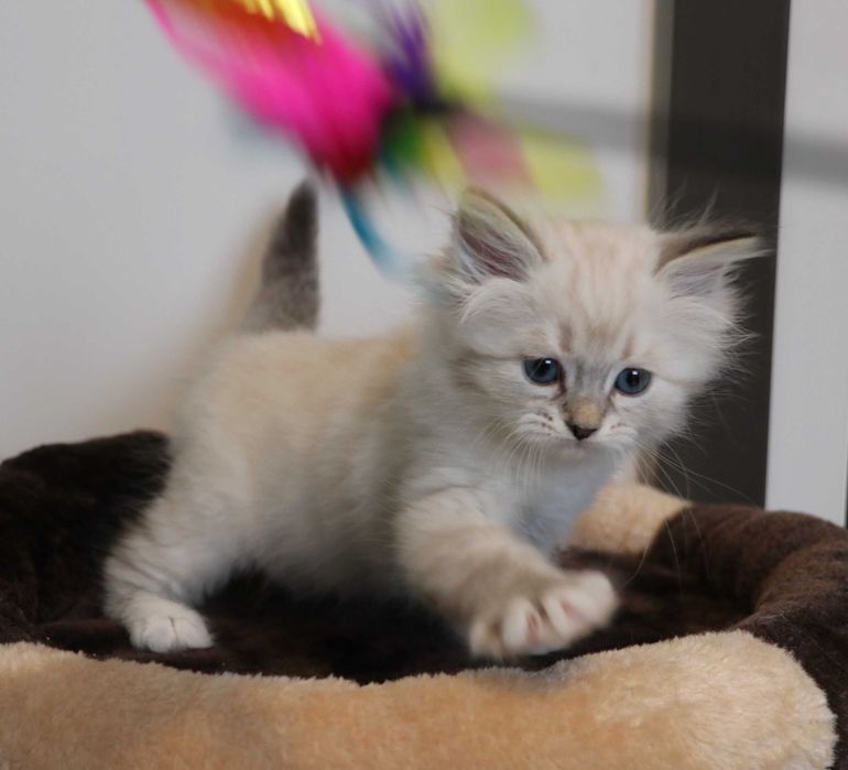 Śliczna kotka Neva Masquerade