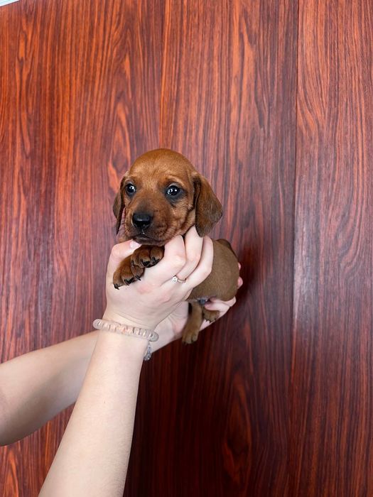 Продаються цуценята такси 
У наявн