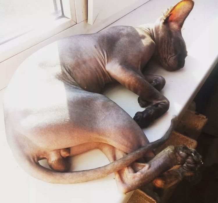 Пропал кот Сфинкс