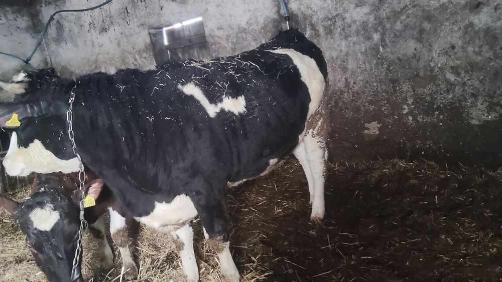 Sprzedam jałówkę 4miesiace cielną