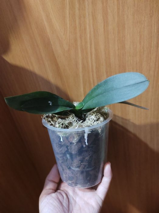 Орхідея фаленопсис з діткою