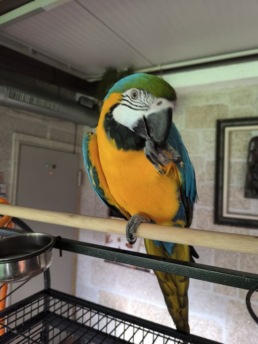 Arara Ararauna femea