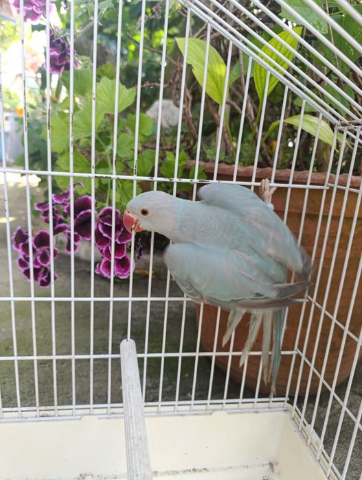 Aves Ring neks 3
