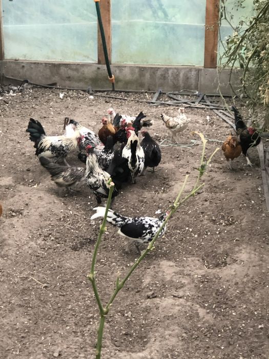 Декоративні кури Бентамки