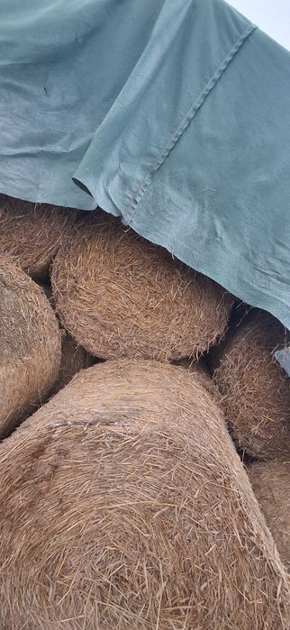 Sprzedam słomę z tegorocznych zbiorów