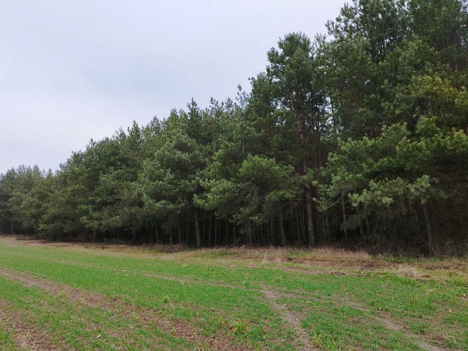 Sprzedam ziemię rolną i las 3,05 ha. Targonie.