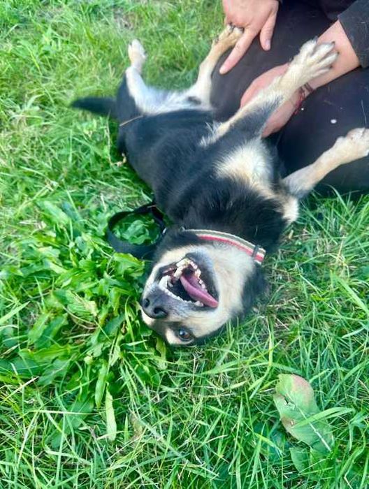 Opelek - niewielki a wspaniały piesek do adopcji