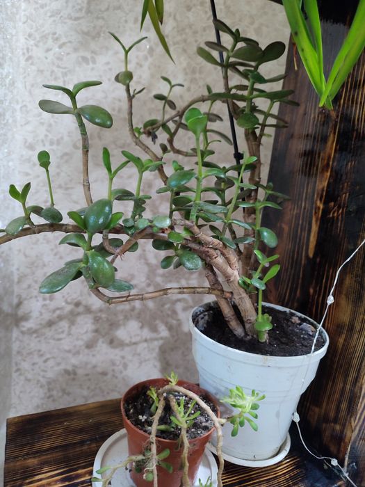 Товстянка або Красула