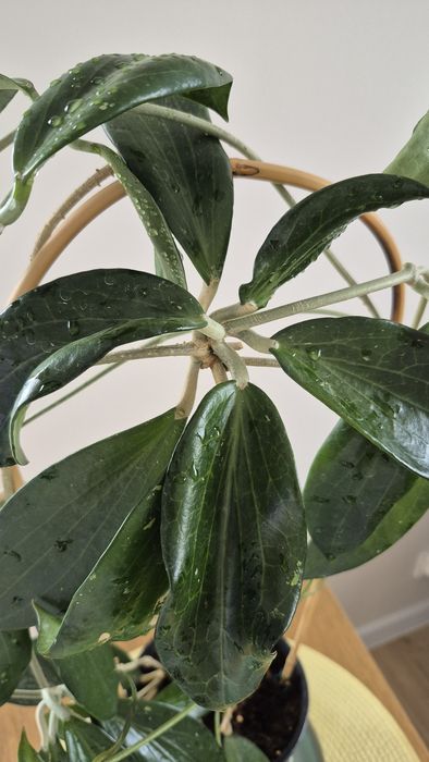 Hoya Hoja  Nicholsoniae