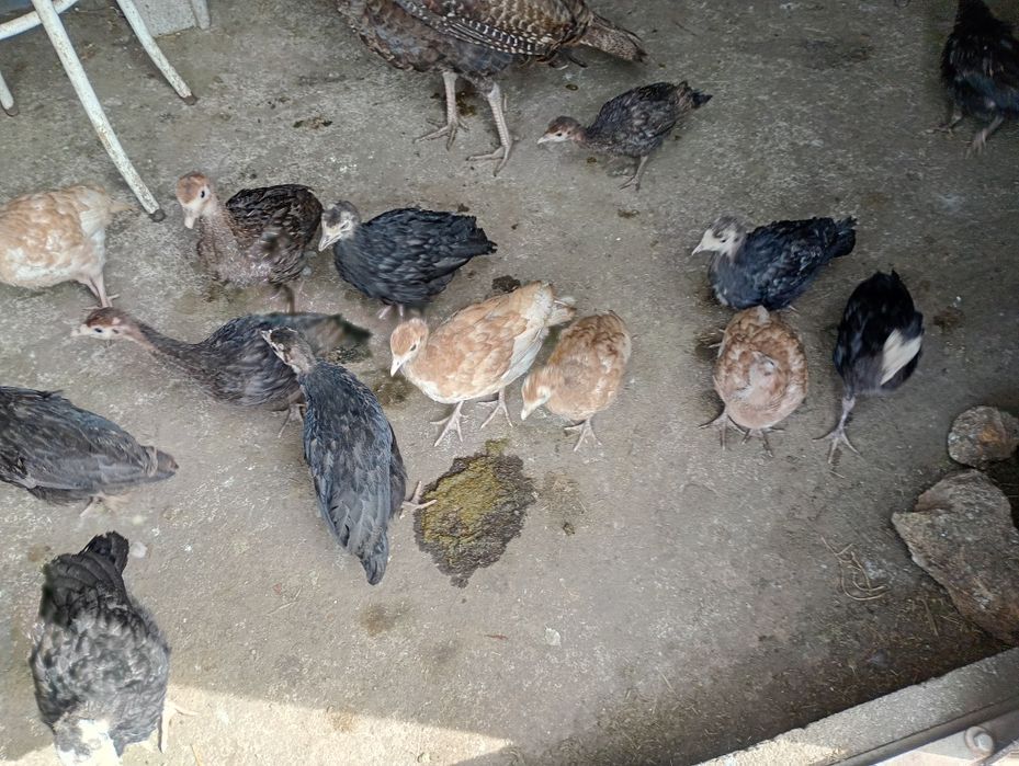 Ovos de perú e de pato mudo