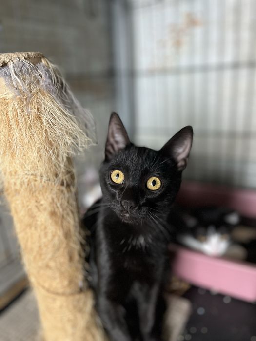 Mogli- Gatinho bebé para Adoção!