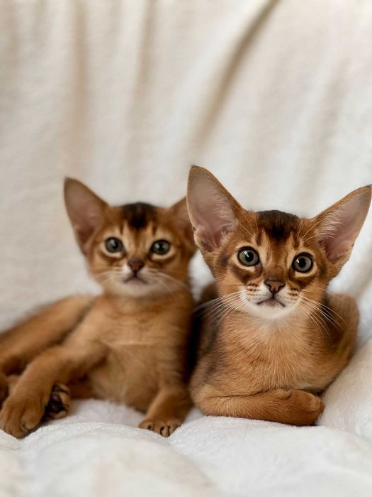 Абіссинські котики Abyssinian kitten