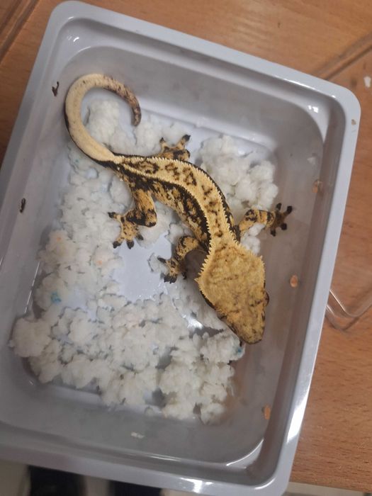 Gekon orzęsiony młode