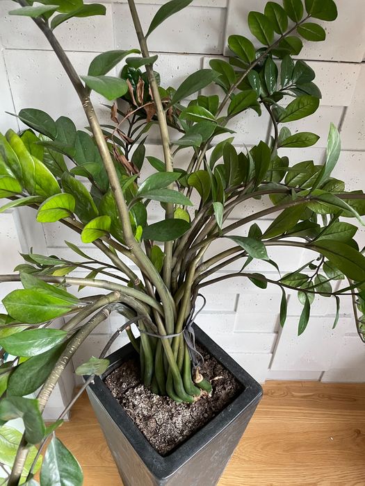 Zamiokulkas w kamiennej doniczce wys. 155 cm