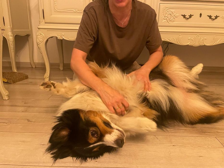 Hotel dla psów I innych futrzaczków