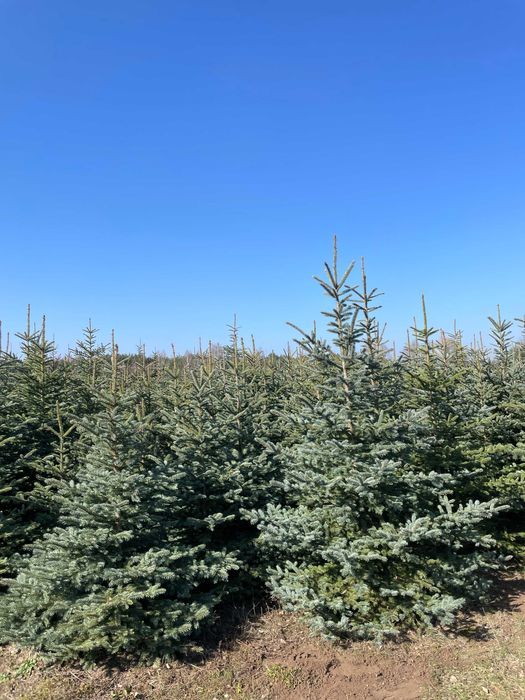 Tuja Szmaragd 270cm PRODUCENT‼️ Brabant, Szmaragd, ŚWIERKI do 400cm