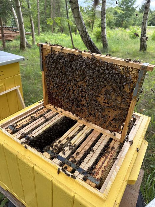 Sprzedam Odkłady Pszczele - Majowe, Silne i Zdrowe! WIELKOPOLSKA ramka