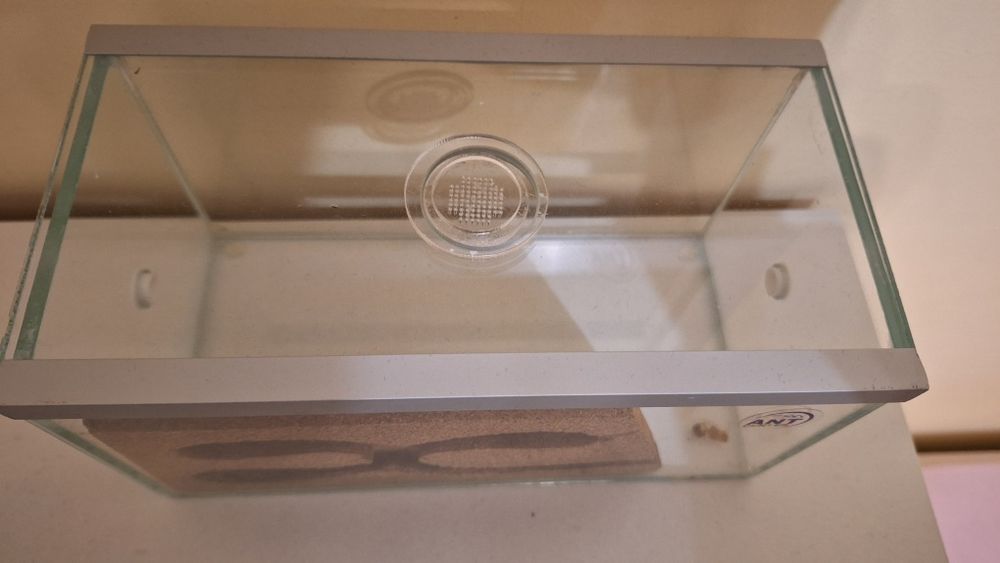 Formikarium z mrówkami  kolonia mrówek lasius niger