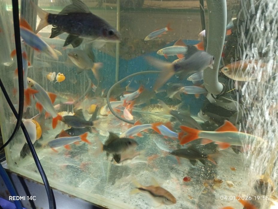 Продам взрослых рыб Лабео.Сом.