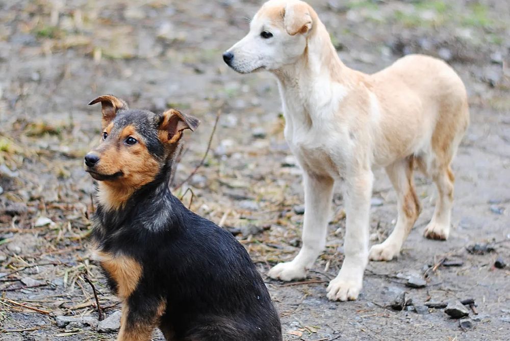 Великі та маленькі собачки шукають люблячих господарів