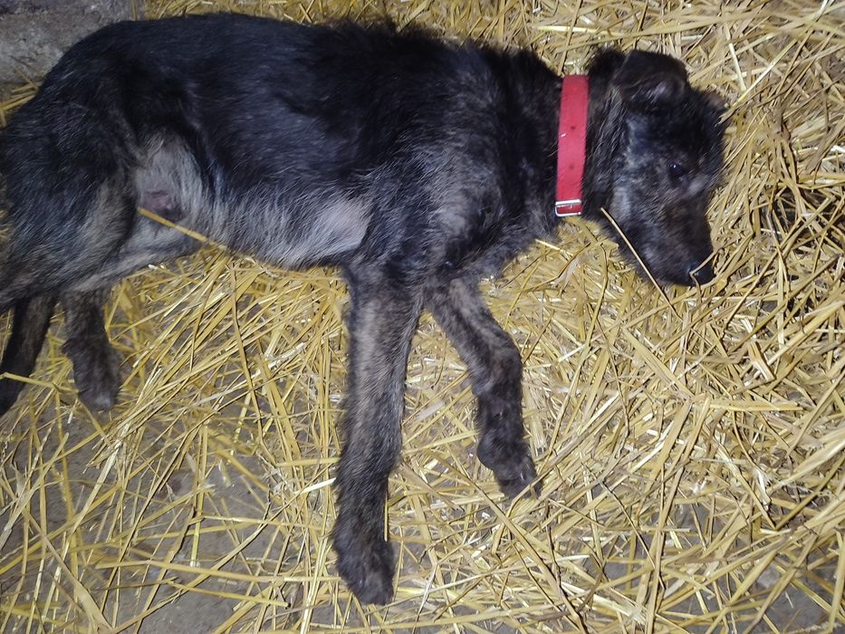 Znaleziony szczeniak do oddania