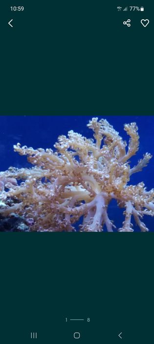 Corais de fáceis  manutenção