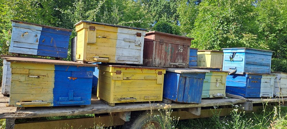 Вулики лежаки, дадан