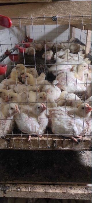 Запис на підрощеного бролера