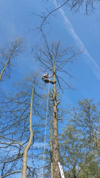 Wycinka i pielęgnacja drzew.