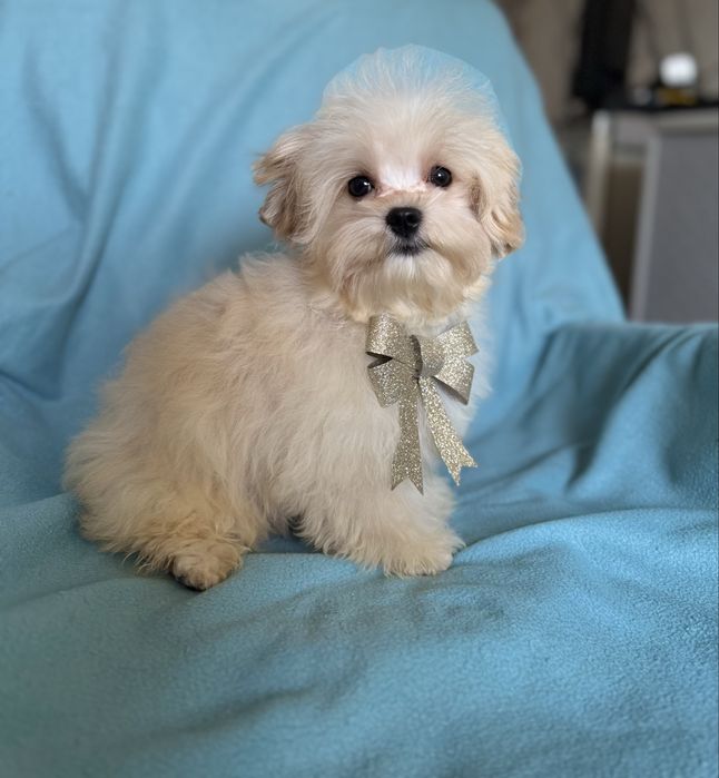 Шикарний хлопчик Мальтіпу.