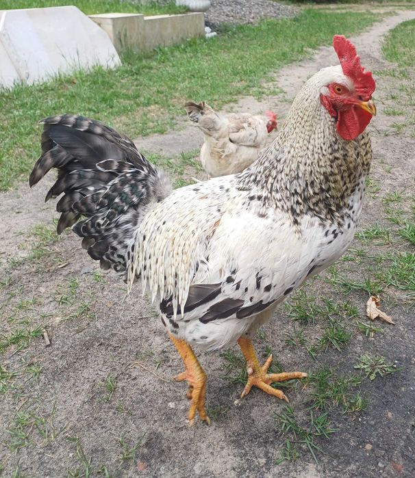 Koguty z wlasnego lęgu