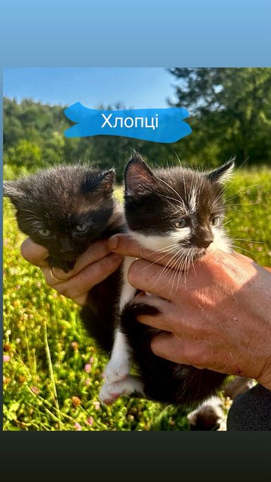 Кошенята, котики
