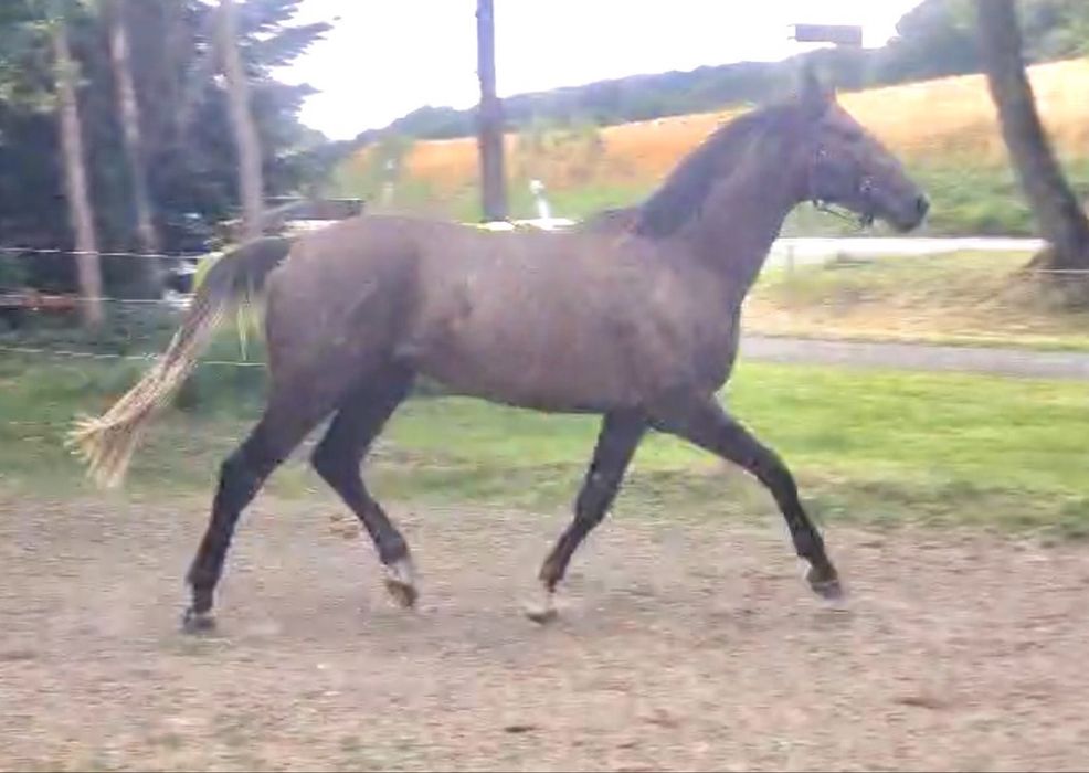 Ogier 175 cm - wysoki - Poker