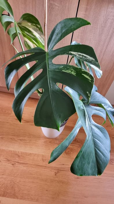 Monstera Jungle Mint