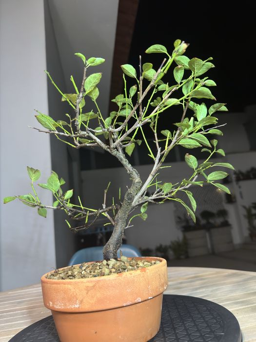 Bonsai Ameixoeira